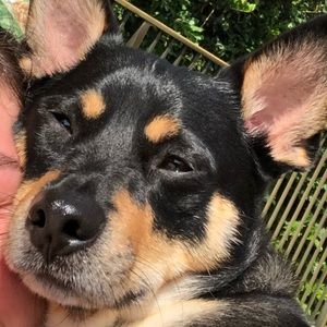 Meet your Posher, Jane